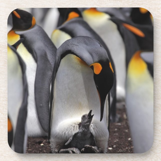 König Pinguin mit Küken Getränkeuntersetzer (Vorderseite)