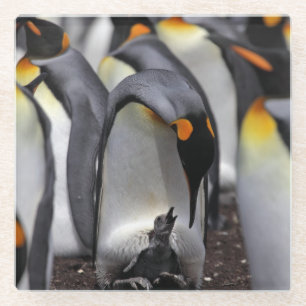 König Pinguin mit Küken Glasuntersetzer