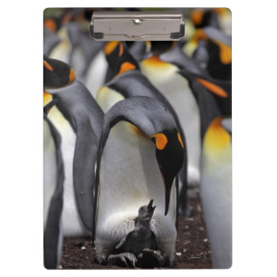 König Pinguin mit Küken Klemmbrett