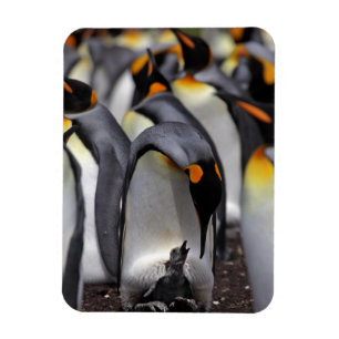 König Pinguin mit Küken Magnet