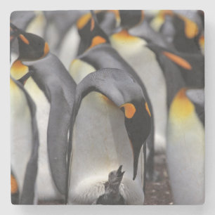 König Pinguin mit Küken Steinuntersetzer