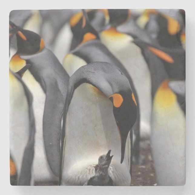 König Pinguin mit Küken Steinuntersetzer (Vorderseite)