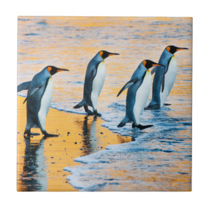 König Pinguine am Sonnenaufgang - Fliese