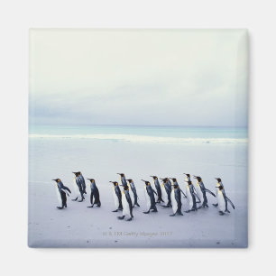 König-Pinguine (Aptenodytes patagonicus) Magnet