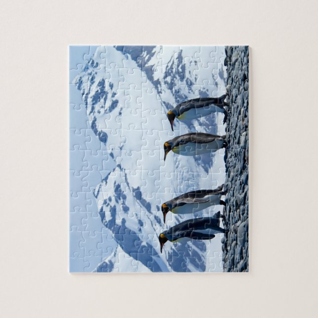 König Pinguine in Südgeorgien (Vertikal)