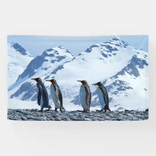 König Pinguine in Südgeorgien Banner