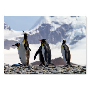 König Pinguine in Südgeorgien Tischnummer