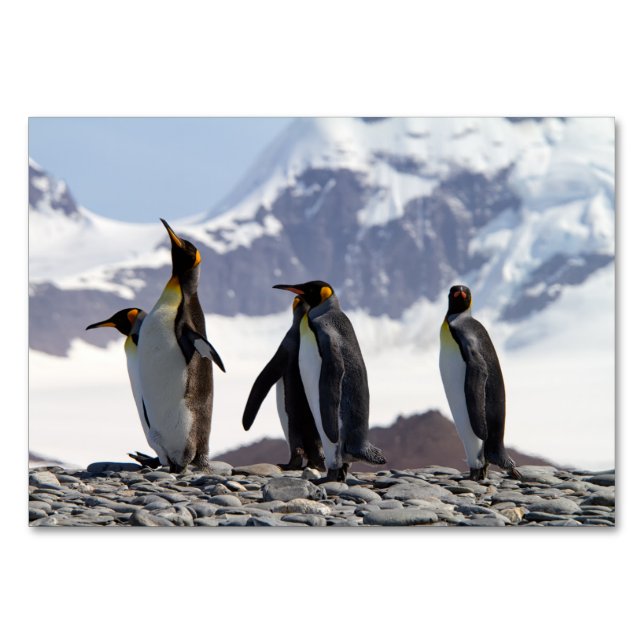 König Pinguine in Südgeorgien Tischnummer (Rückseite)