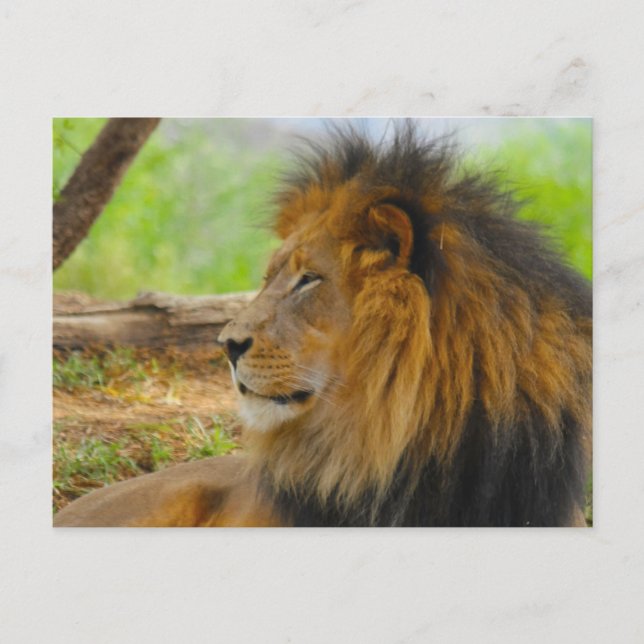 König Postkarte (Vorderseite)