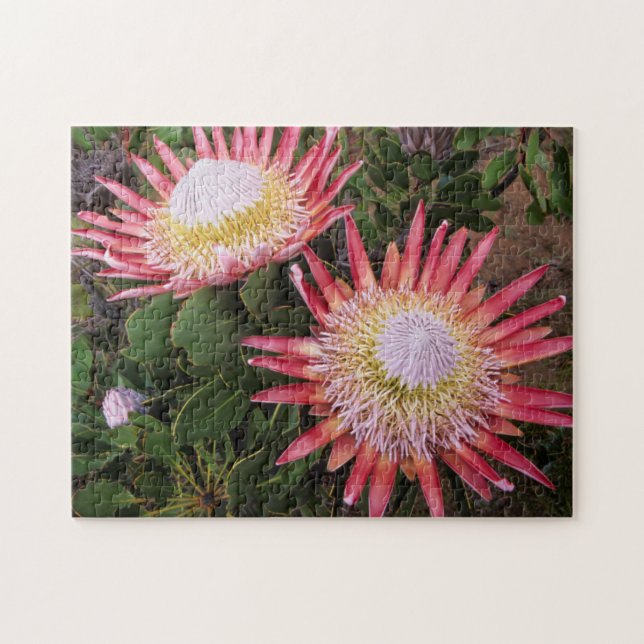 König Protea (Protea Cynaroides), Helderberg (Horizontal)