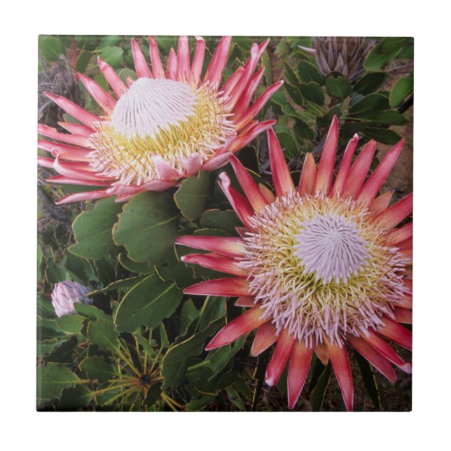 König Protea (Protea Cynaroides), Helderberg Fliese (Vorderseite)