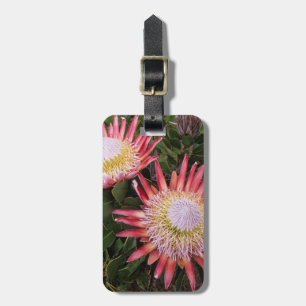 König-Protea (Protea Cynaroides), Helderberg Gepäckanhänger