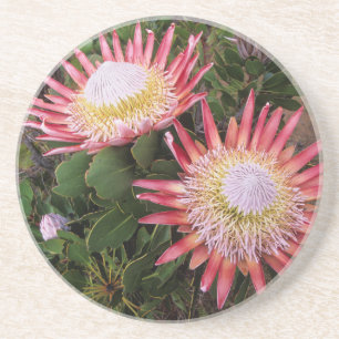 König Protea (Protea Cynaroides), Helderberg Getränkeuntersetzer