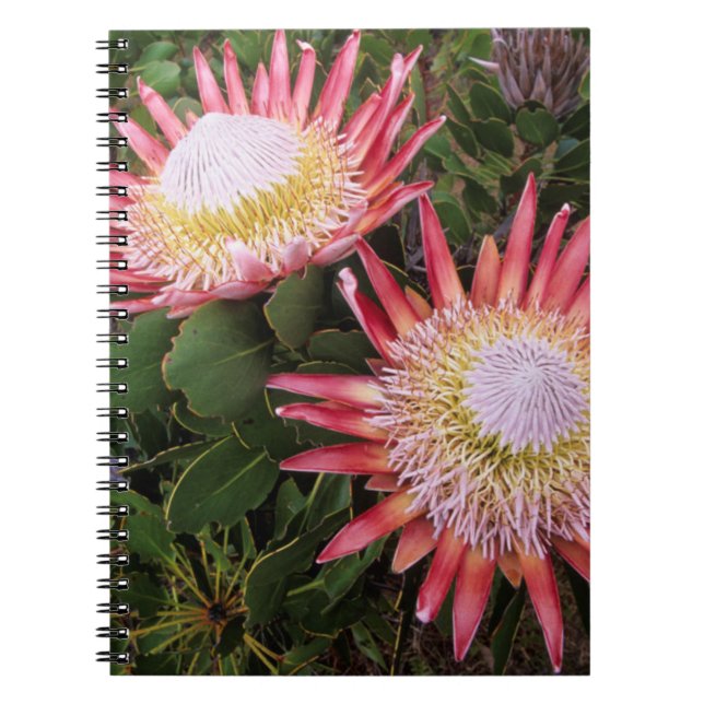 König Protea (Protea Cynaroides), Helderberg Notizblock (Vorderseite)