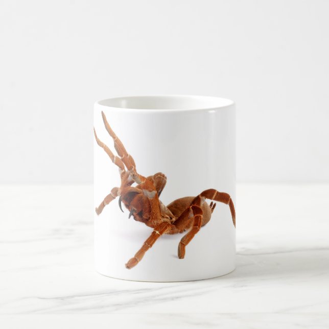 Königbaboon Tarantula. Kaffeetasse (Mittel)