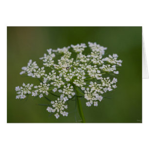 Königin Anne's Lace