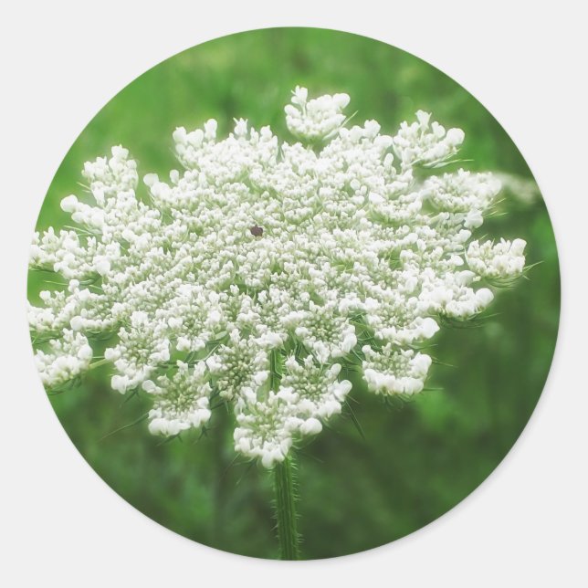 Königin Anne's Lace 1 (Wild Carrot) Runder Aufkleber (Vorderseite)