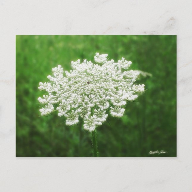 Königin Anne's Lace 1 (Wilde Karotte) Postkarte (Vorderseite)