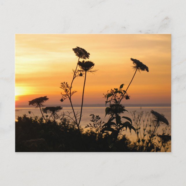 Königin Anne's Lace at Sunset - Fishers Island, NY Postkarte (Vorderseite)