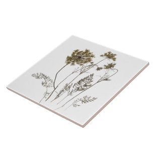 Königin Anne's Lace auf einer Keramik Tile (Weiß A Fliese