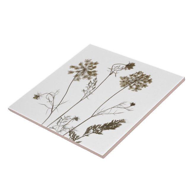 Königin Anne's Lace auf einer Keramik Tile (Weiß B Fliese (Seite)