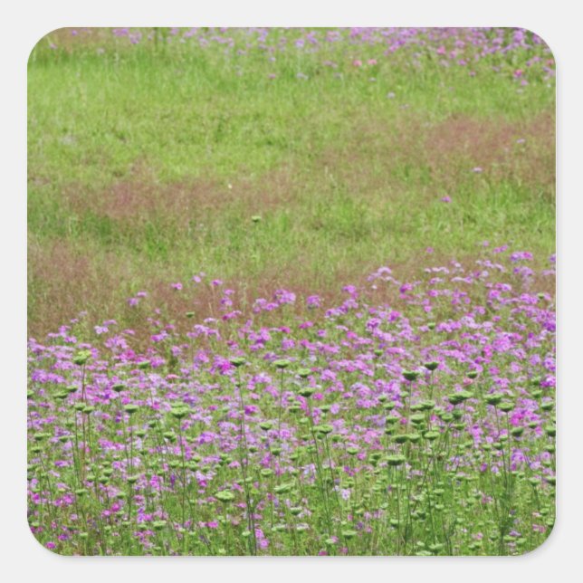 Königin Anne's Lace Daucus carota) wachsen Quadratischer Aufkleber (Vorderseite)