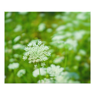 Königin Anne's Lace Fotodruck