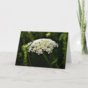 Königin Anne's Lace, Karte