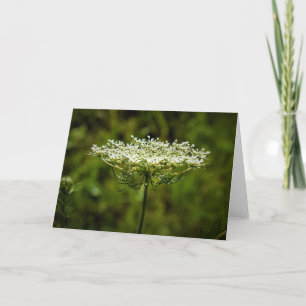 Königin Anne's Lace, Karte