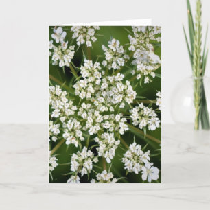 Königin Anne's Lace, Karte