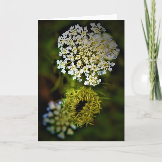 Königin Anne's Lace, Karte (Vorderseite)