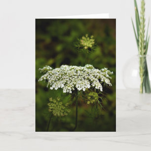 Königin Anne's Lace, Karte