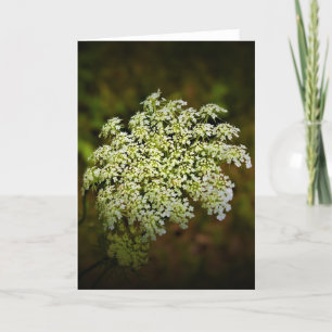 Königin Anne's Lace, Karte