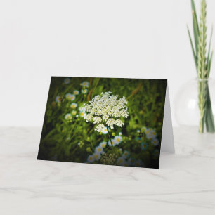 Königin Anne's Lace, Karte