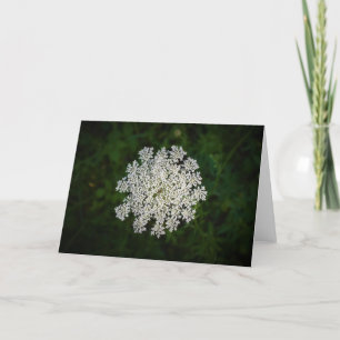 Königin Anne's Lace, Karte