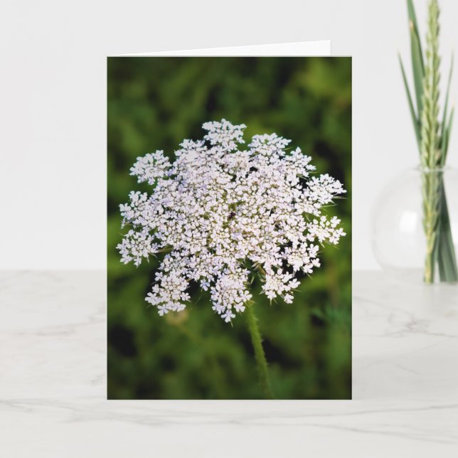 Königin Anne's Lace, Karte (Vorderseite)