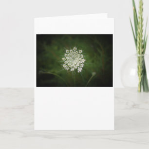 Königin Anne's Lace, Karte