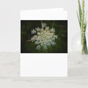 Königin Anne's Lace, Karte