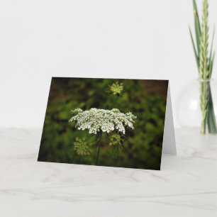 Königin Anne's Lace, Karte