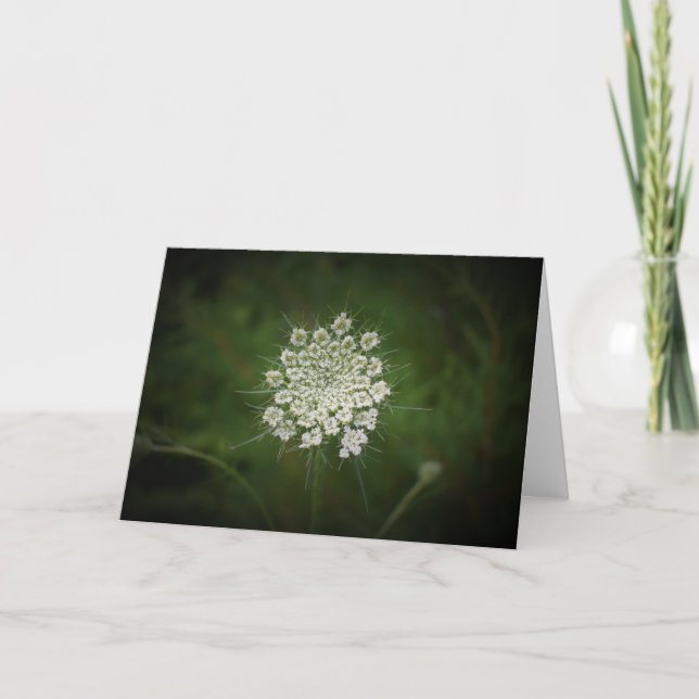 Königin Anne's Lace, Karte (Vorderseite)