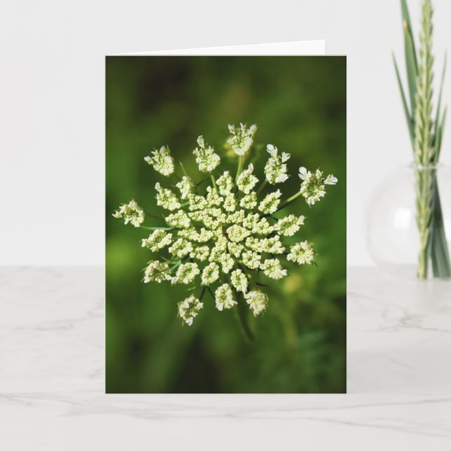 Königin Anne's Lace, Karte (Vorderseite)