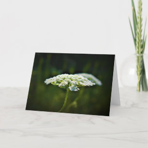 Königin Anne's Lace, Karte