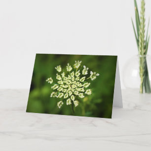 Königin Anne's Lace, Karte