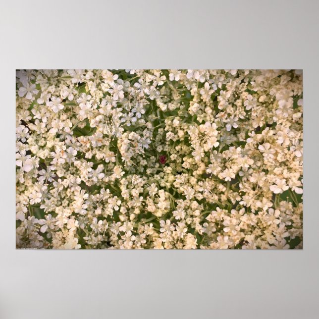 Königin Anne's Lace Poster (Vorne)