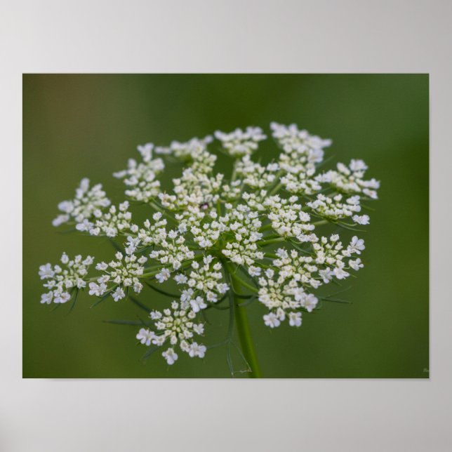 Königin Anne's Lace Poster (Vorne)