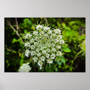 Königin Anne's Lace Poster
