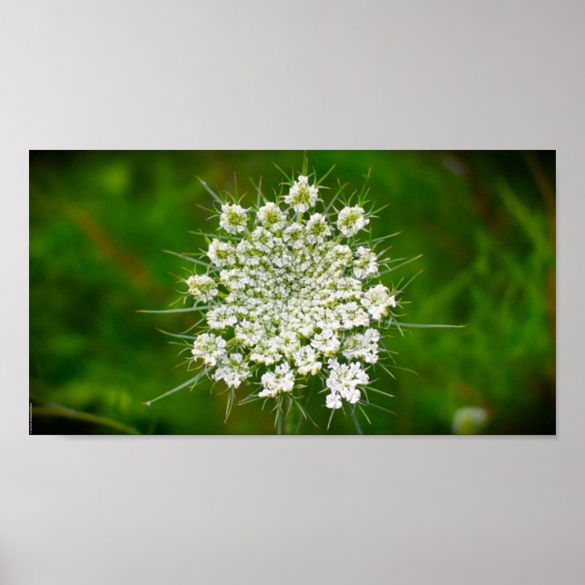 Königin Anne's Lace Poster (Vorne)
