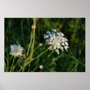 Königin Anne's Lace Poster