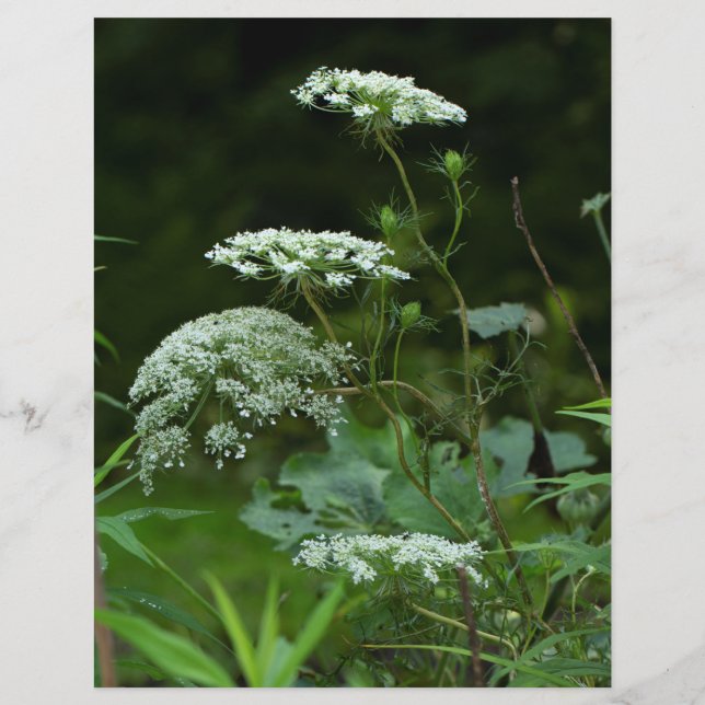 Königin Anne's Lace-Wildblume im Sommer (Vorderseite)