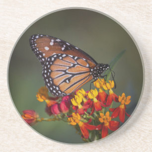 Königin Butterfly auf tropischen Milchkraut Untersetzer